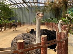 -呀路古热带植物园