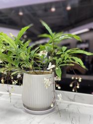 -Sying杉影日式烫染專門店