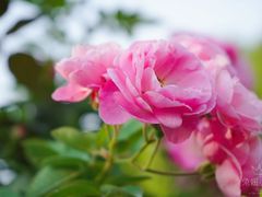 -人民公园(罗湖区)