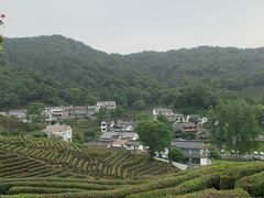 -龙井村