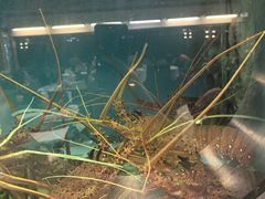 -珍宝海鲜(东海岸海鲜中心)