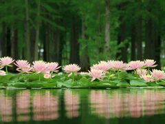 -白鹭湾湿地公园