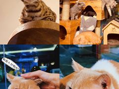 -more than meow吴止猫主题餐厅(承德 中船汇店)