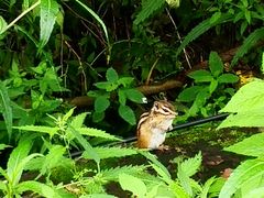 -五营红松林海景区