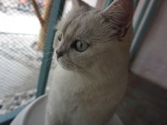 -喵屿·大理花园猫咖