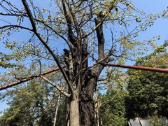 -上海佘山国家森林公园天马山园