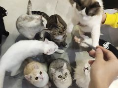 -Heymao猫咖.咖啡厅(东门店)