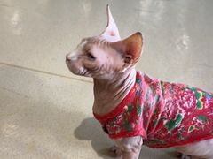 -藏猫猫咖啡主题馆(中央大道店)