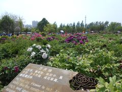 -曹州牡丹园