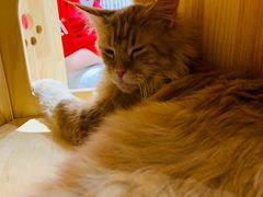 -藏猫猫咖啡主题馆(中央大道店)