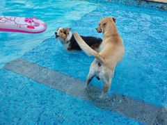 -汪说喵讲宠物乐园宠物酒店(红星美凯龙店)