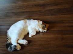 -猫岛主趣味餐厅(鼓浪屿店)