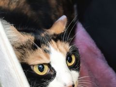 -纳吉亚猫专科动物医院·北北分院