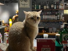 -咖法森林·咖啡  酒吧(天河店)