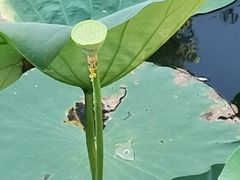 -后襄河公园