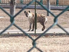 -鄂尔多斯野生动物园