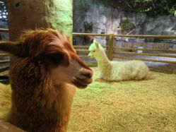 -Zoolung Zoolung动物主题公园(海信广场店)