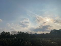 -中国茶叶博物馆(双峰馆区)