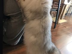 -猫友咖啡店(玉林西路店)