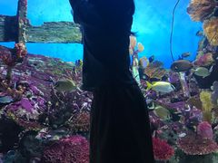 -暹罗海洋世界