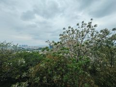-佛山华盖山公园