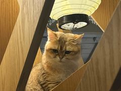 -MOCHA明星猫咖(田子坊店)