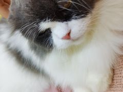 -李小姐の猫咖啡馆(五角场店)