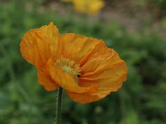 -天适樱花悠乐园