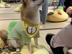 -逗柴咖啡屋·狗咖猫咖宠物桌游