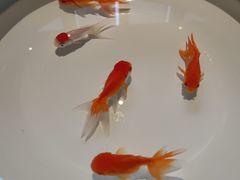 -花城苑广府菜(侨鑫店)