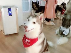 -Husky Go! 哈士奇体验馆·宠物咖啡厅狗咖
