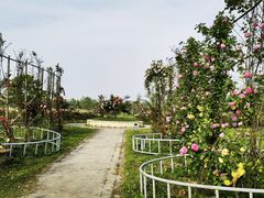 -上海都市菜园