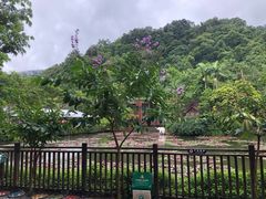 -野象谷景区