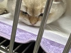 -中农国际动物医院24小时·猫科·骨科·急重症中心