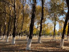 -长白岛森林公园