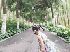 -合肥滨湖国家森林公园