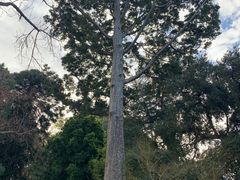 -墨尔本皇家植物园