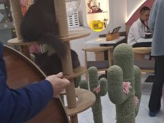 -喵园·猫主题咖啡厅·撸猫·猫咖(国贸店)