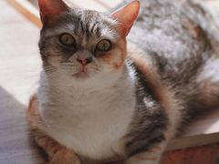 -豆逗聊愈猫阁Easy Life
