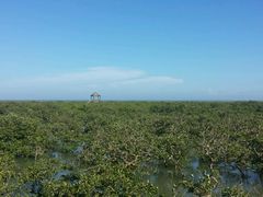 -北海金海湾红树林生态旅游区