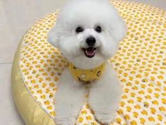 -萌宠之家·腊肠犬·马尔泰·小体犬舍
