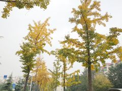 -曲阜东站