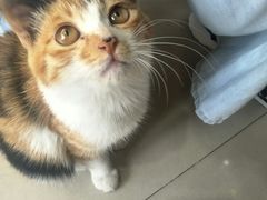 -萌萌牛紫米露(烟台大学店)