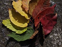 -牛背梁国家森林公园