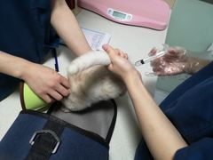 -乐派堂宠物医院·猫友好· 心脏科(东街店)