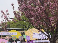-嘉定紫藤园