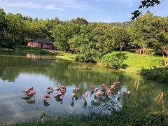 -合肥野生动物园