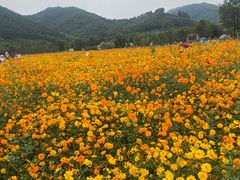 -径山花海