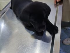 -瑞鹏动物医院宠美康(扬子江路分院)