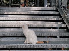 -佛山华盖山公园